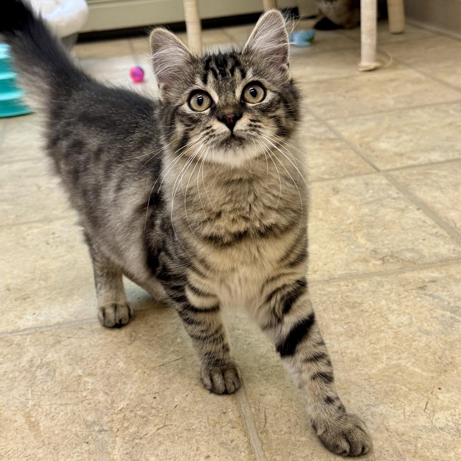 Azer, a Adopted Domestic Medium Hair in Winchendon, MA image 2/2