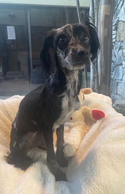 Chalupa, a Adoptable mixed breed in Fort Worth, TX image 1/4