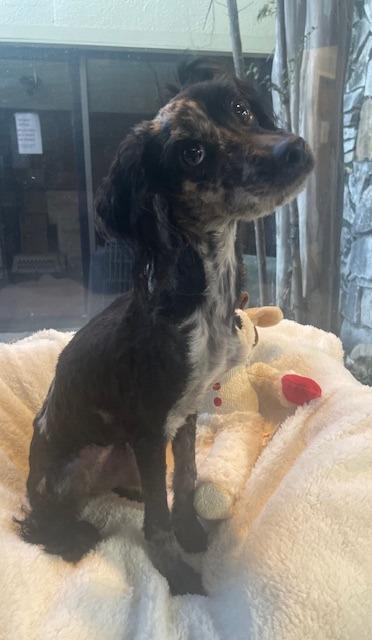 Chalupa, a Adoptable mixed breed in Fort Worth, TX image 2/4