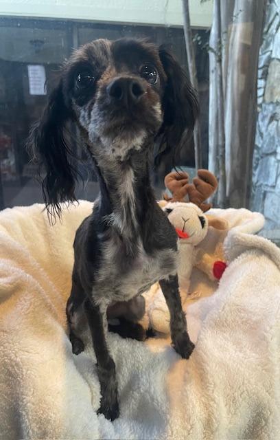 Chalupa, a Adoptable mixed breed in Fort Worth, TX image 3/4