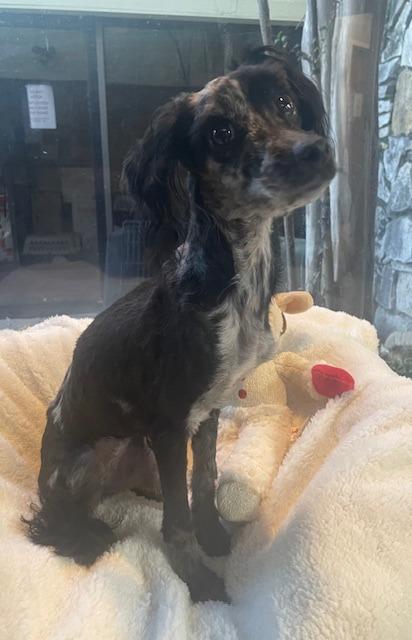 Chalupa, a Adoptable mixed breed in Fort Worth, TX image 4/4