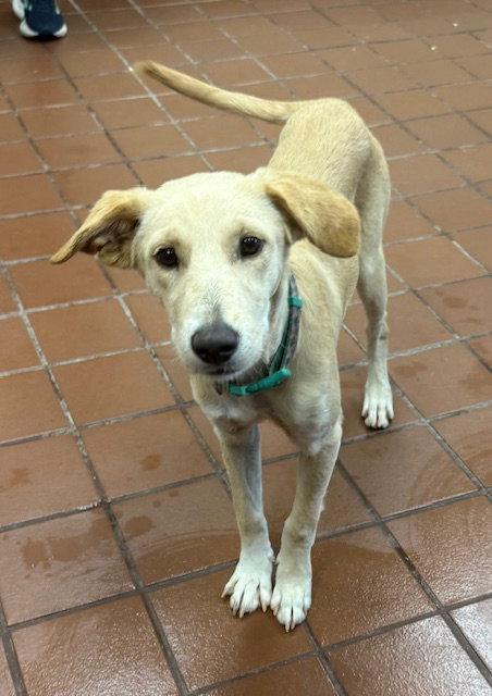 Enlarge Perla, a Adopted mixed breed in Lake Hopatcong, NJ image 1/3