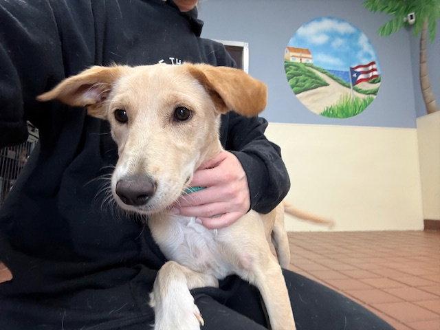 Enlarge Perla, a Adopted mixed breed in Lake Hopatcong, NJ image 2/3
