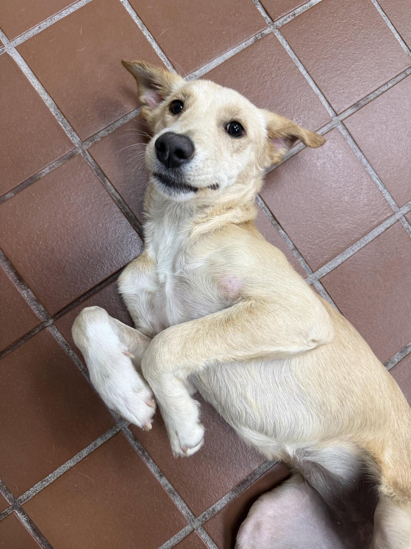 Enlarge Perla, a Adopted mixed breed in Lake Hopatcong, NJ image 3/3