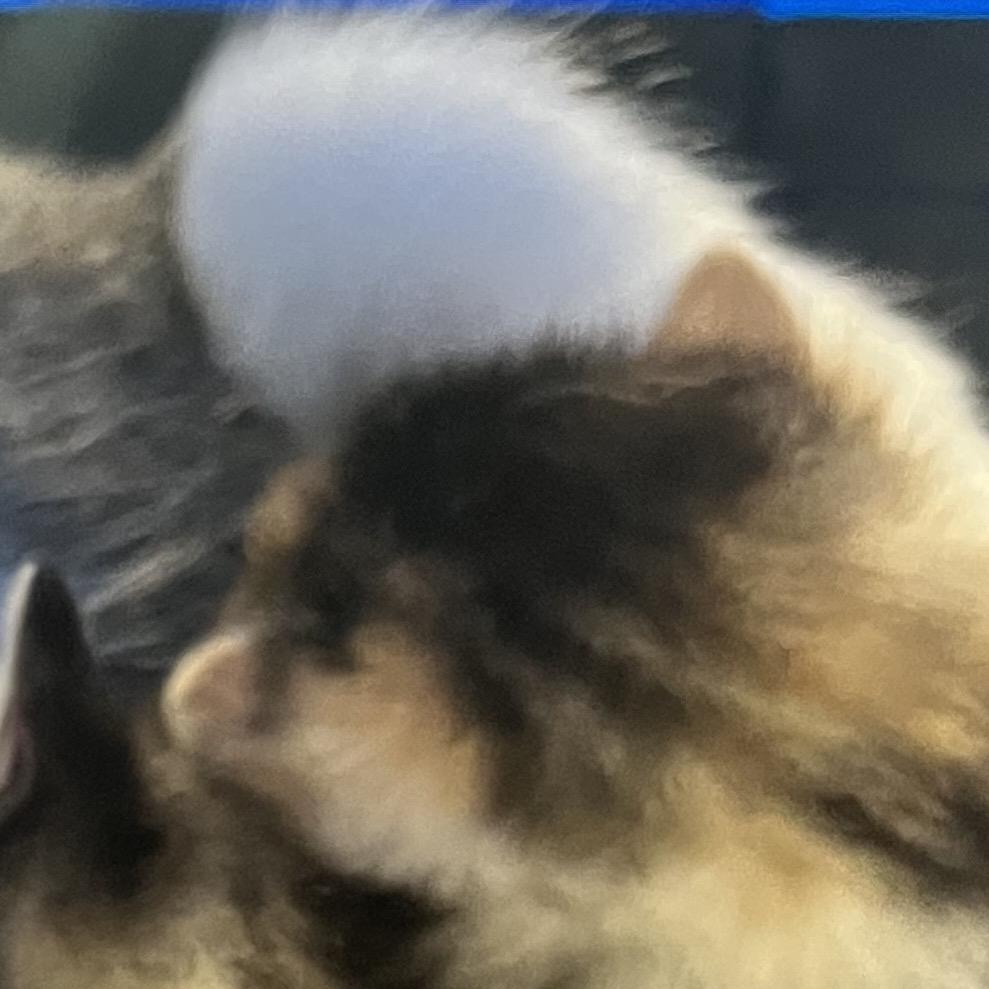 Ridley, Adoptable, Kitten Female Domestic Short Hair.