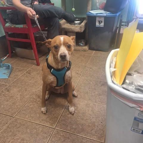 Reese, Adoptable, Adult Female Cattle Dog & Chihuahua.