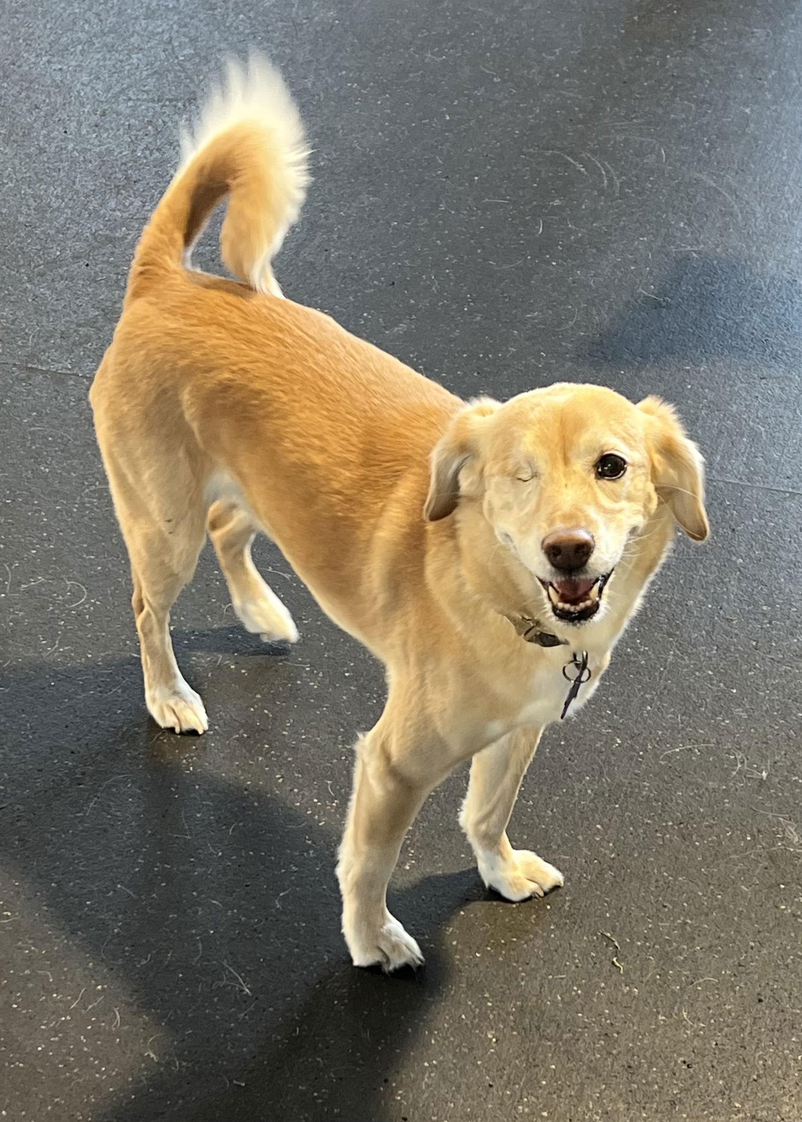 Enlarge Baylee, a Adopted Mixed Breed in Lincoln, NE image 1/2