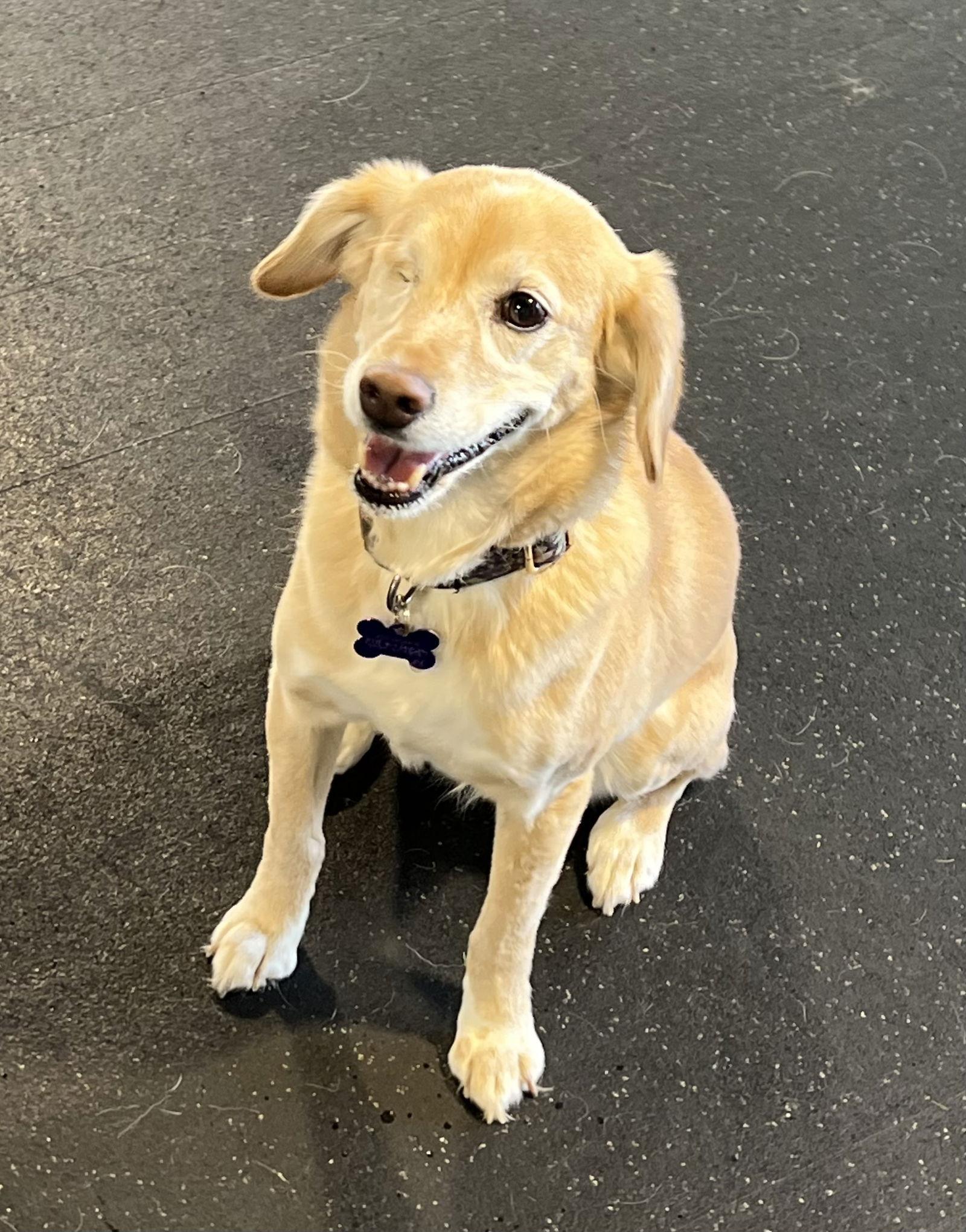 Enlarge Baylee, a Adopted Mixed Breed in Lincoln, NE image 2/2