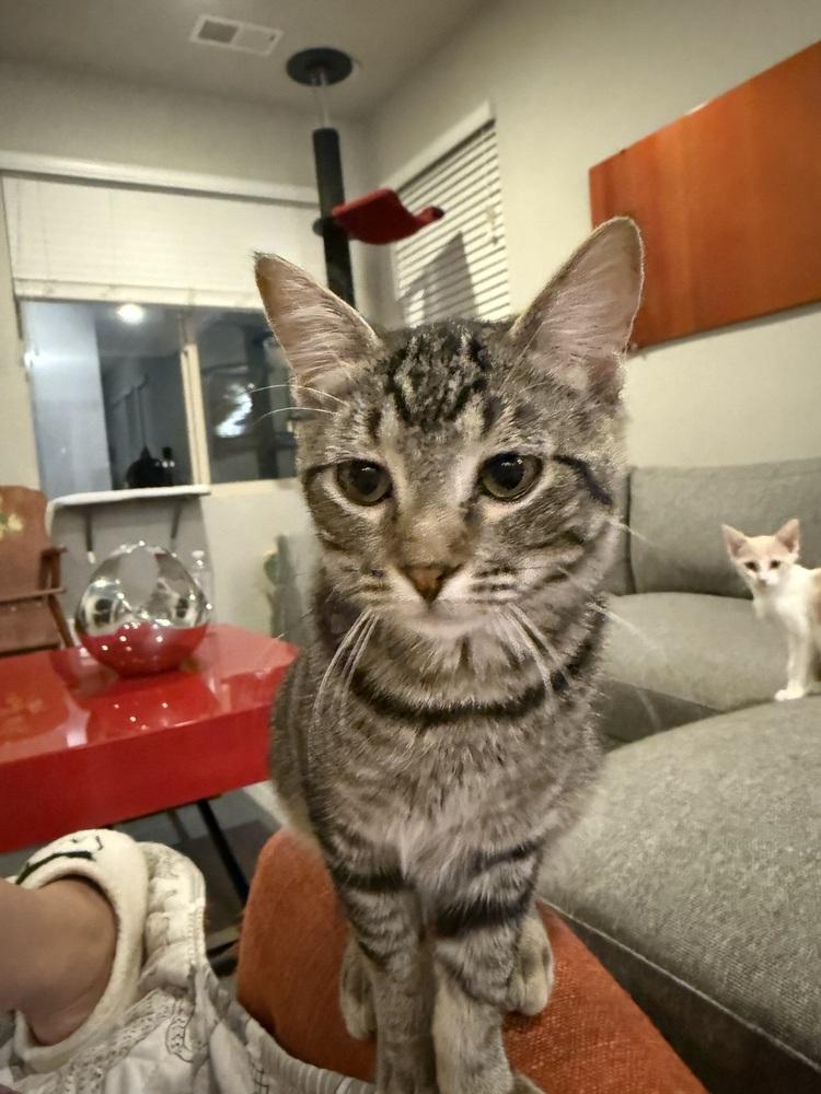 Enlarge Betty, a Adoptable Domestic Short Hair in Albuquerque, NM image 3/5