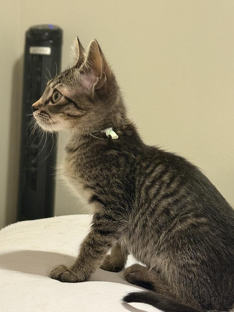 Enlarge Betty, a Adoptable Domestic Short Hair in Albuquerque, NM image 4/5