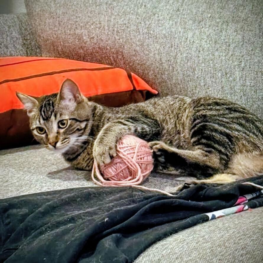 Enlarge Betty, a Adoptable Domestic Short Hair in Albuquerque, NM image 5/5