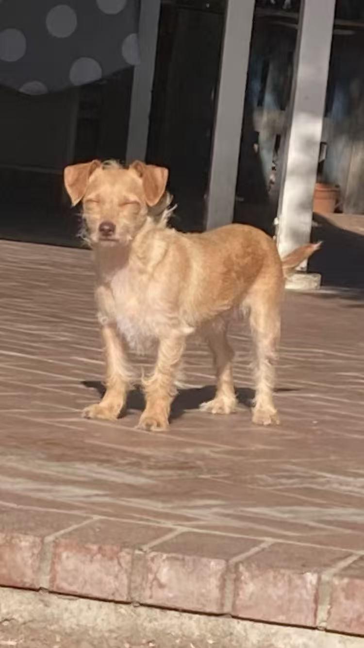 Sunrise, a ADOPTABLE mixed breed in West Covina, CA image 1/6