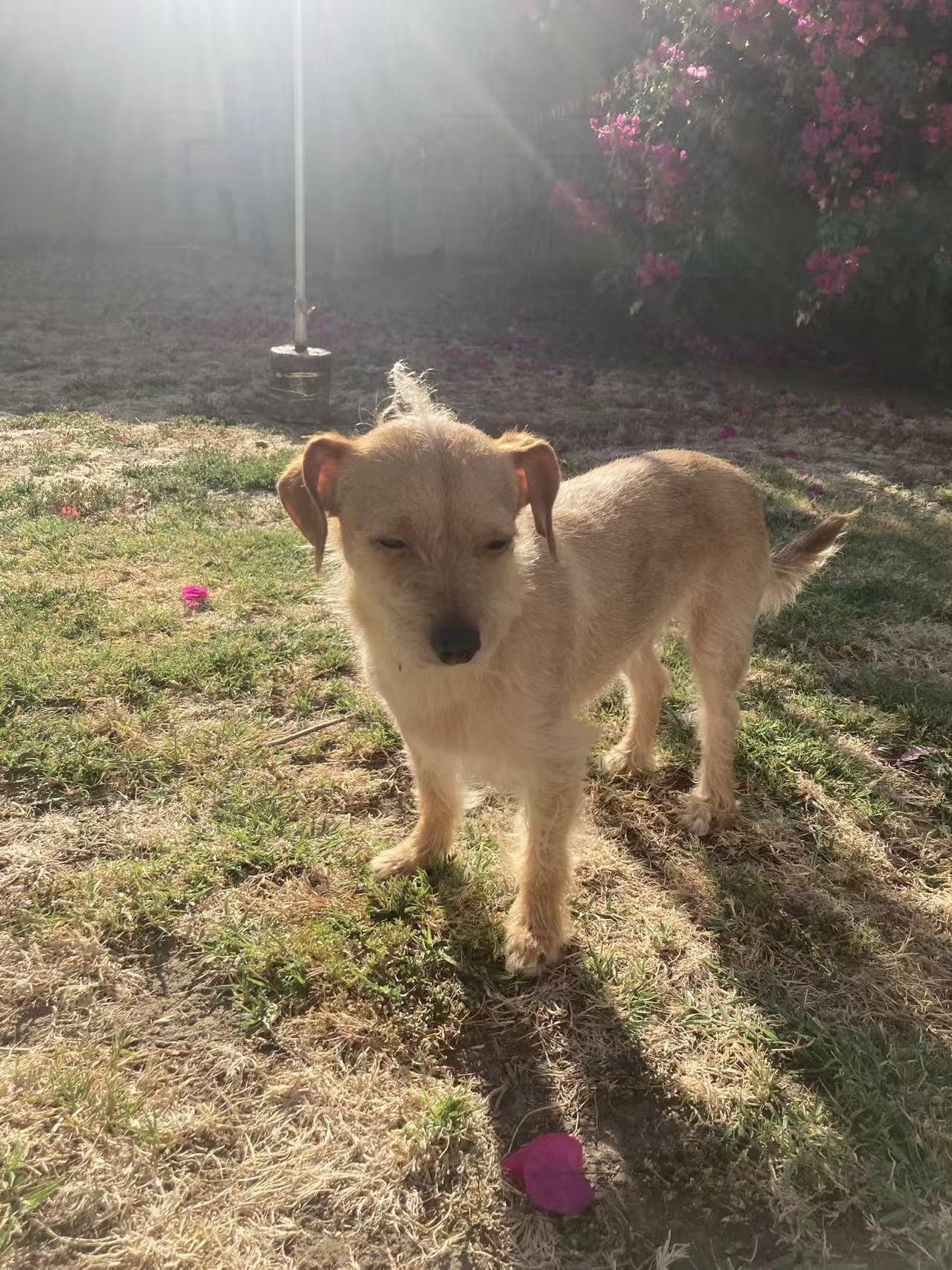 Sunrise, a ADOPTABLE mixed breed in West Covina, CA image 4/6