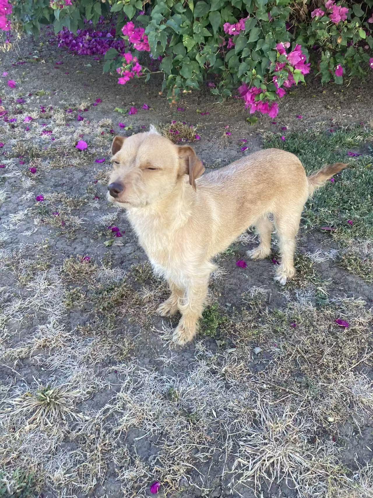 Sunrise, a ADOPTABLE mixed breed in West Covina, CA image 2/6
