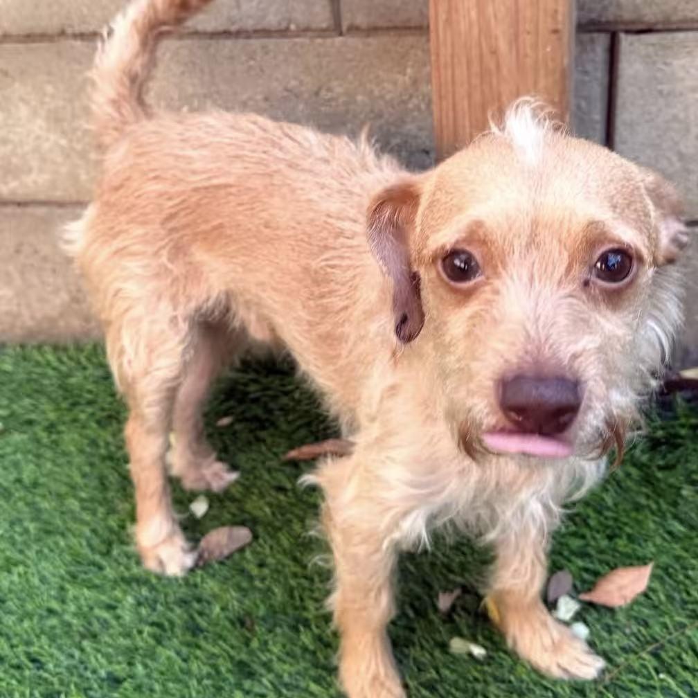 Enlarge Sunrise, a ADOPTABLE mixed breed in Van Nuys, CA image 2/2