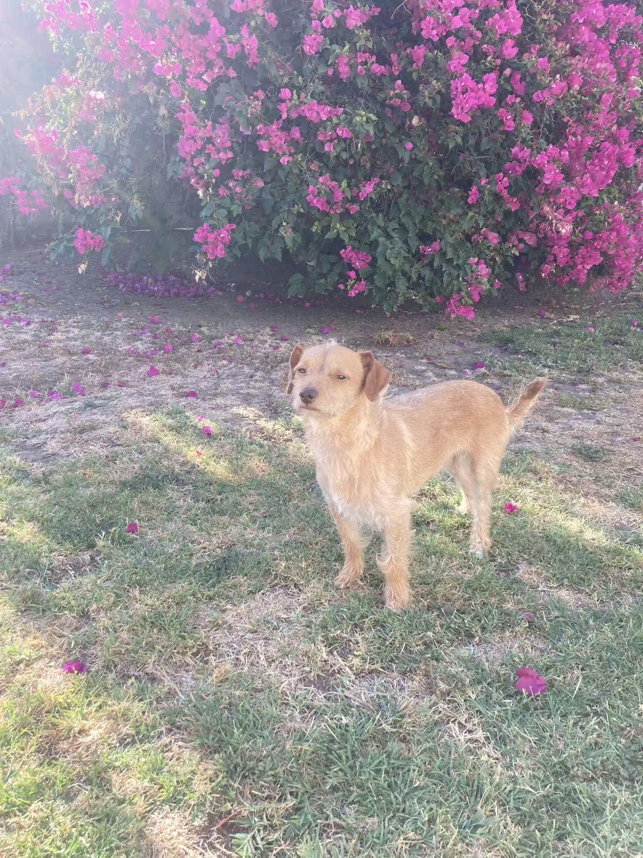 Sunrise, a ADOPTABLE mixed breed in West Covina, CA image 3/6