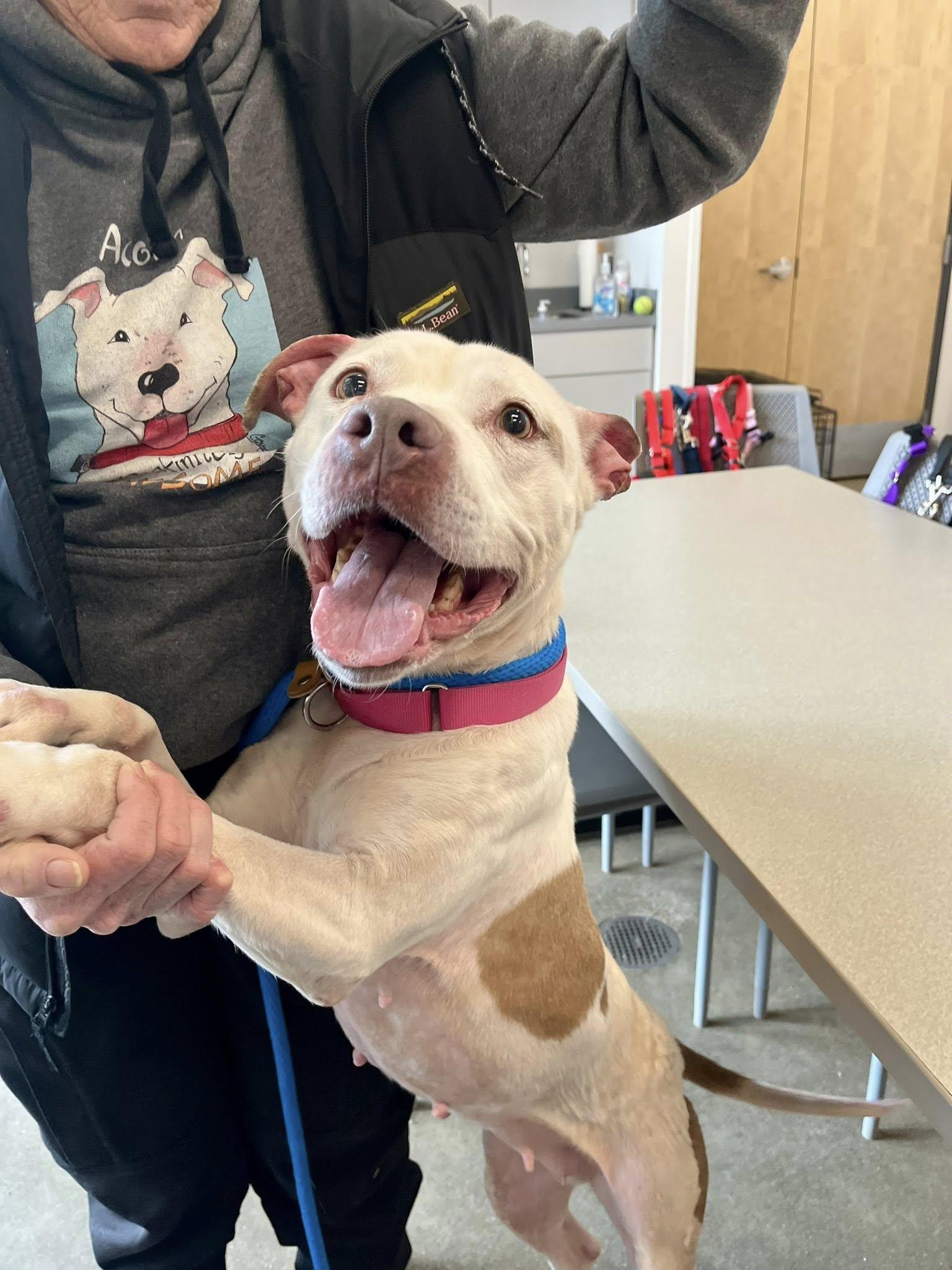 Enlarge Pear, a ADOPTABLE mixed breed in Cleveland, OH image 3/6