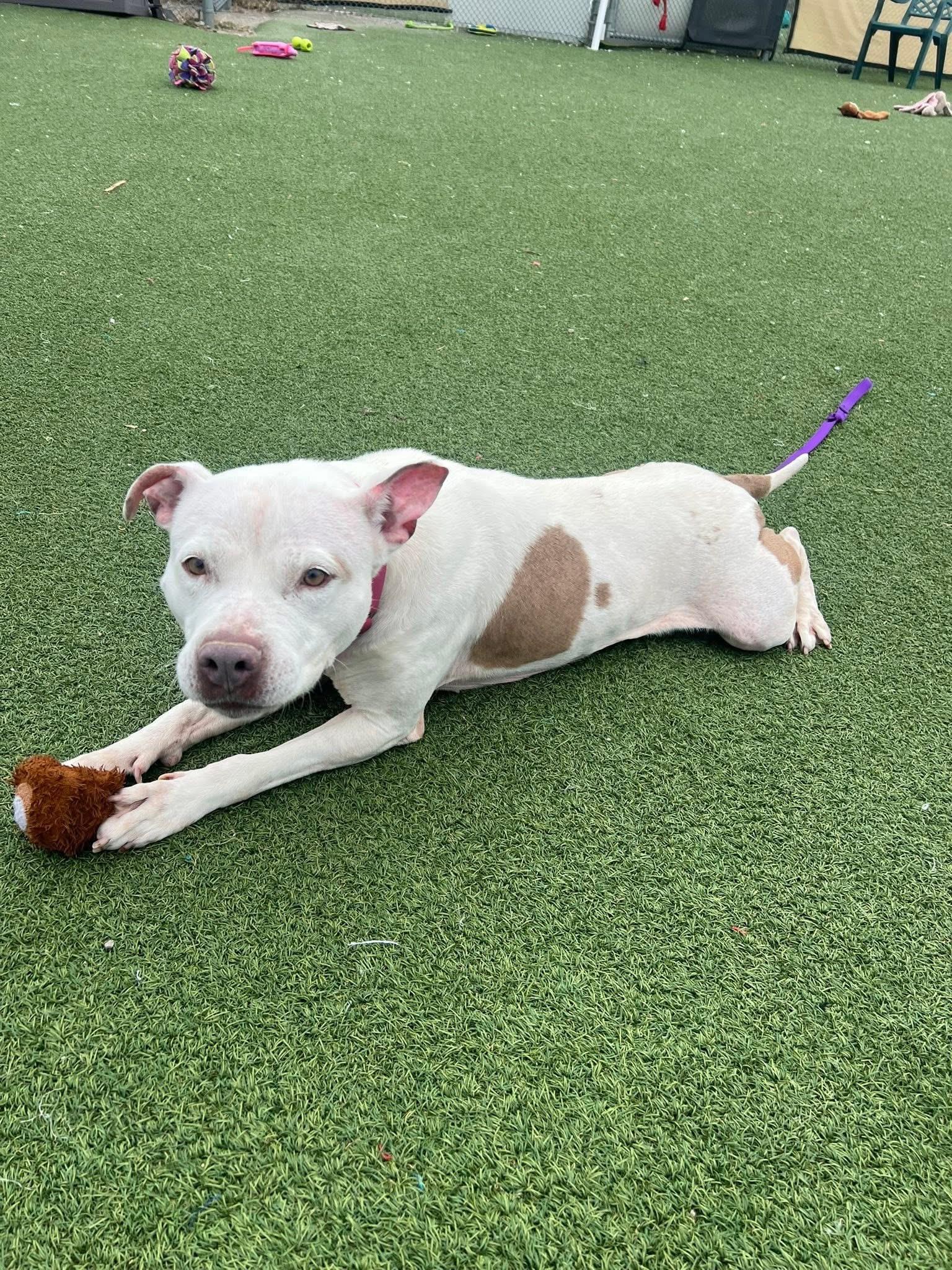 Enlarge Pear, a ADOPTABLE mixed breed in Cleveland, OH image 5/6