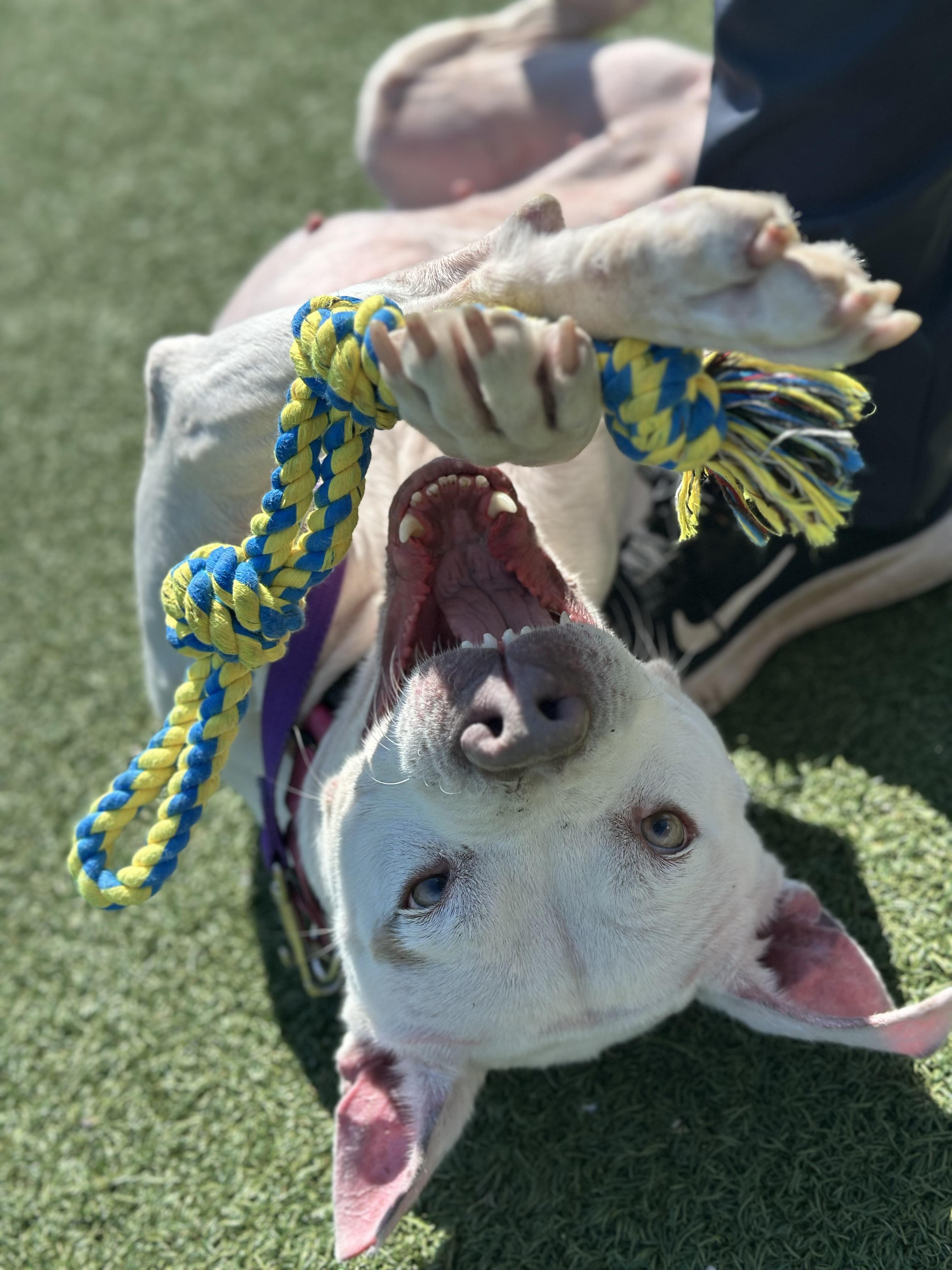 Enlarge Pear, a ADOPTABLE mixed breed in Cleveland, OH image 5/6