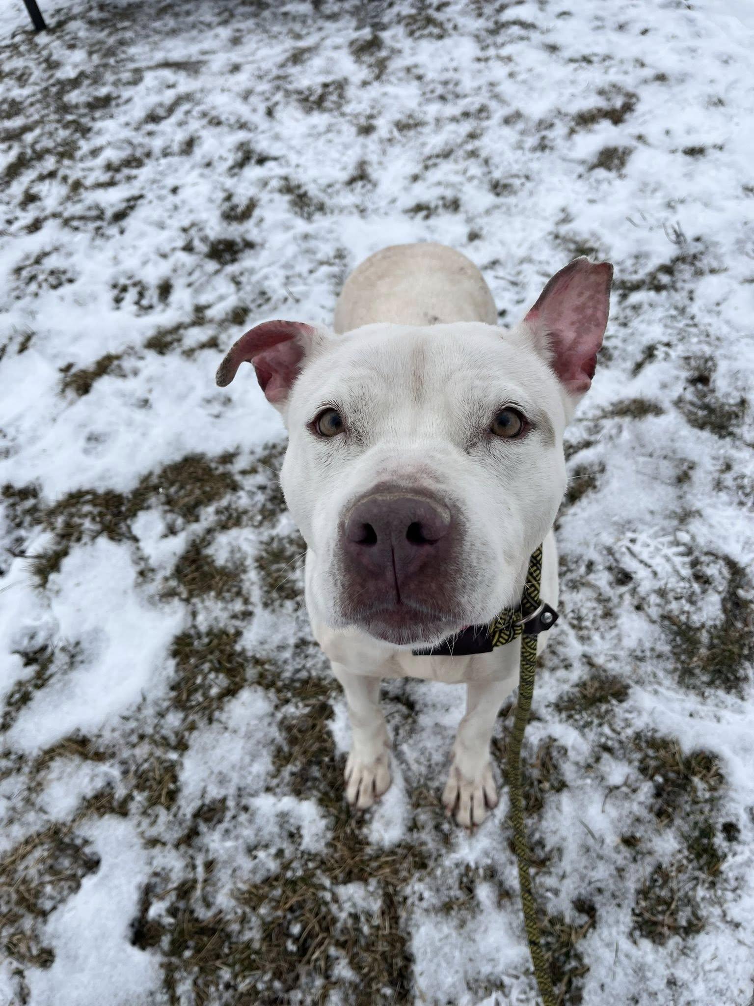 Enlarge Pear, a ADOPTABLE mixed breed in Cleveland, OH image 4/6