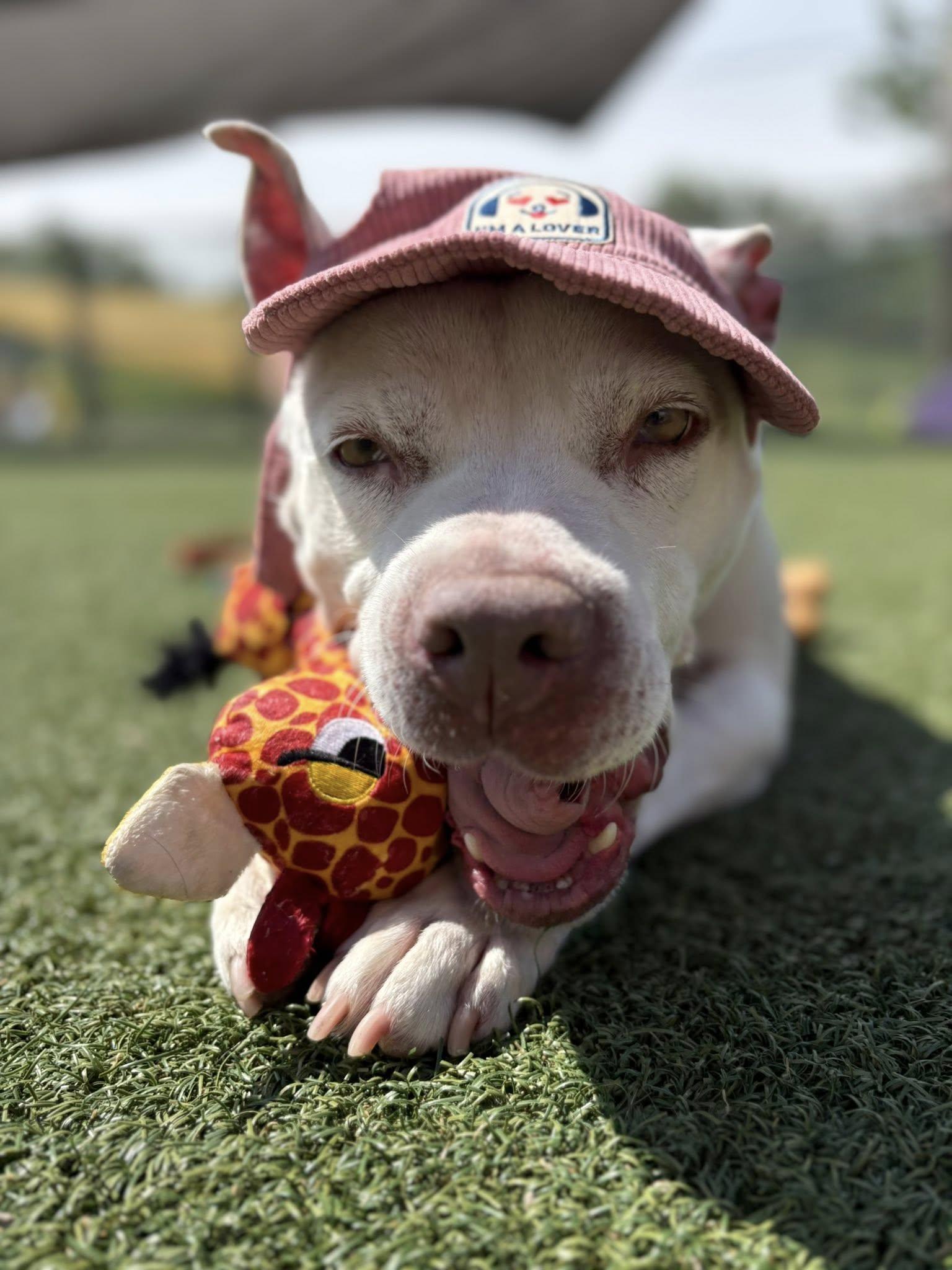 Enlarge Pear, a ADOPTABLE mixed breed in Cleveland, OH image 5/6