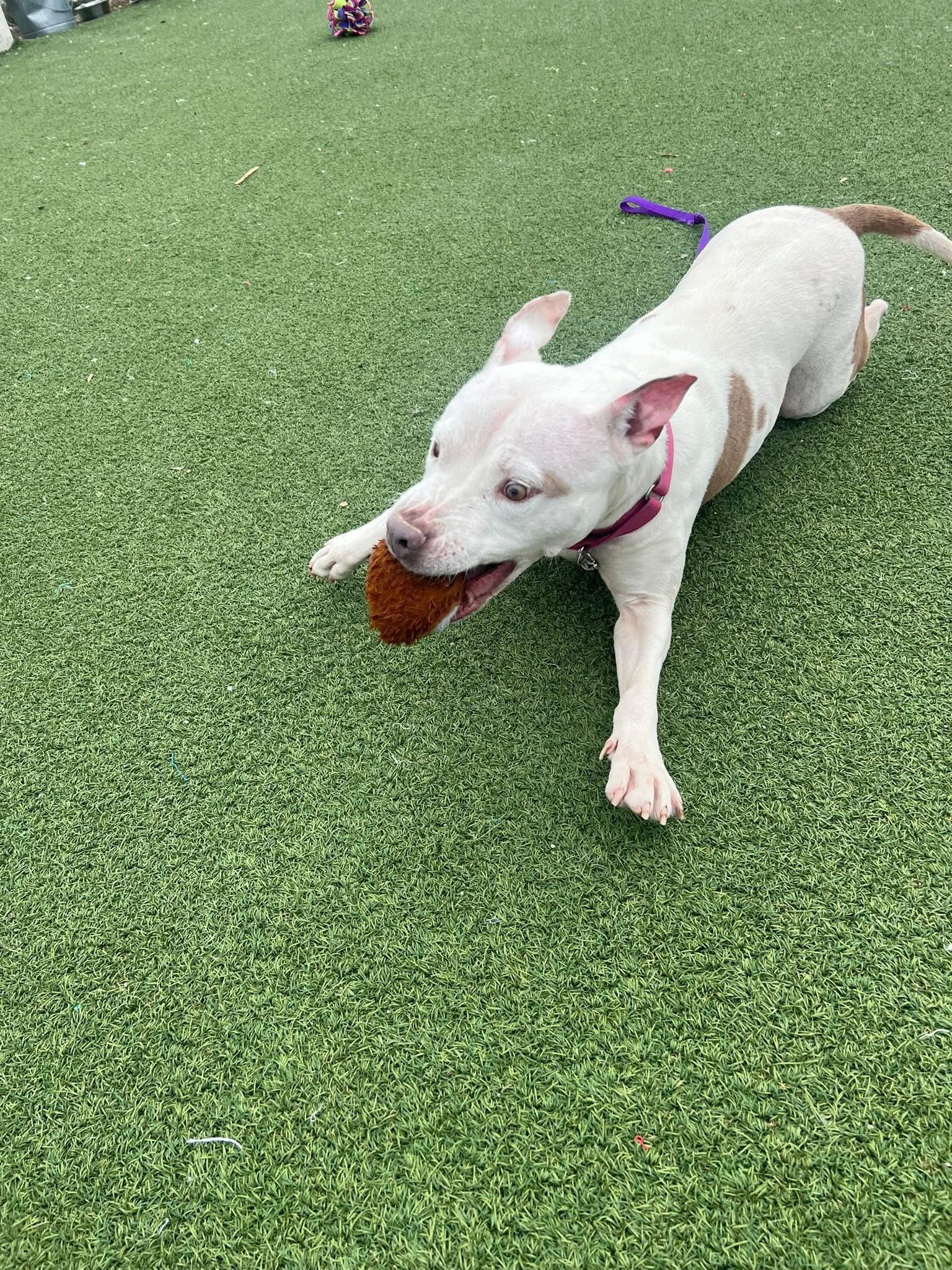 Enlarge Pear, a ADOPTABLE mixed breed in Cleveland, OH image 6/6