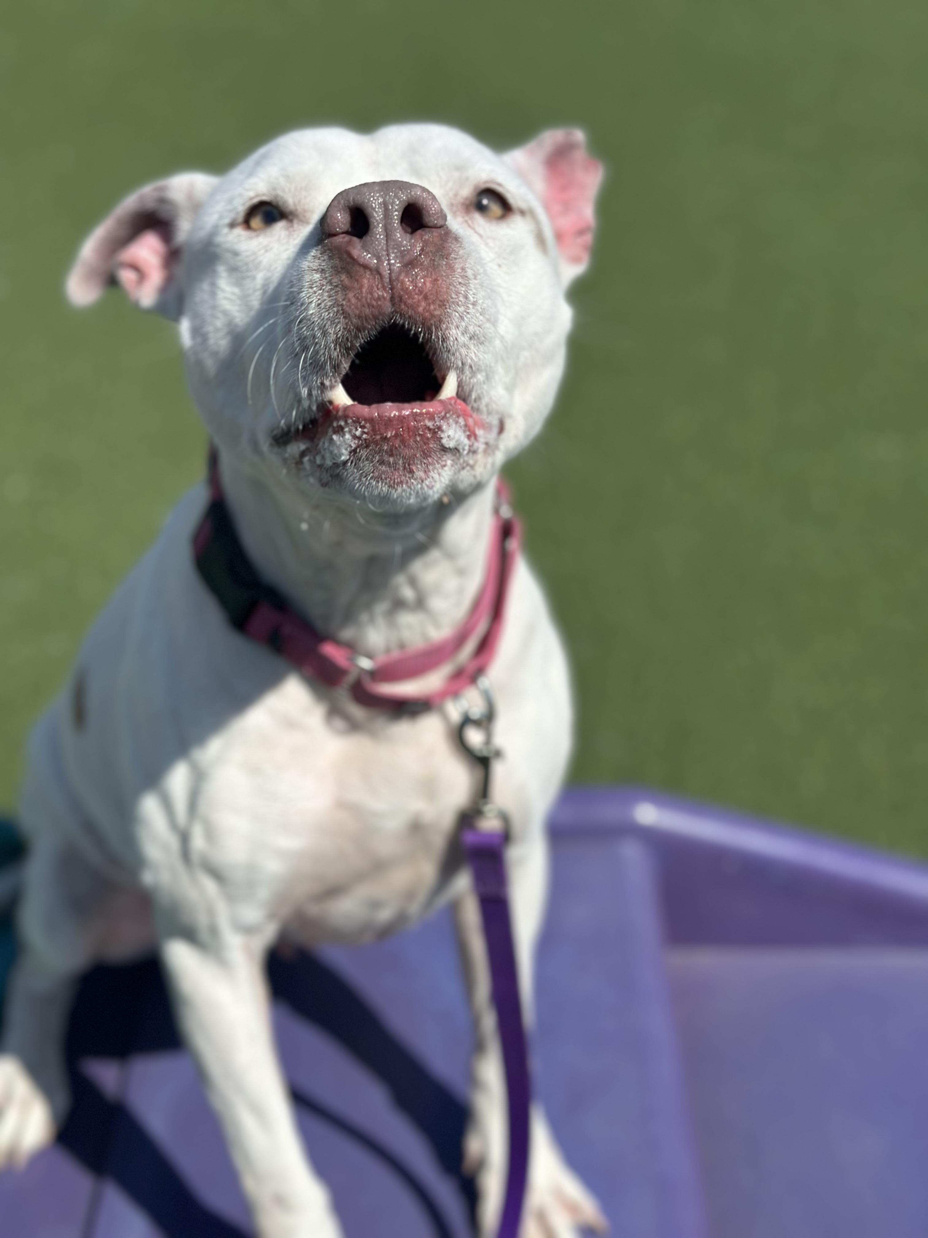 Enlarge Pear, a ADOPTABLE mixed breed in Cleveland, OH image 6/6