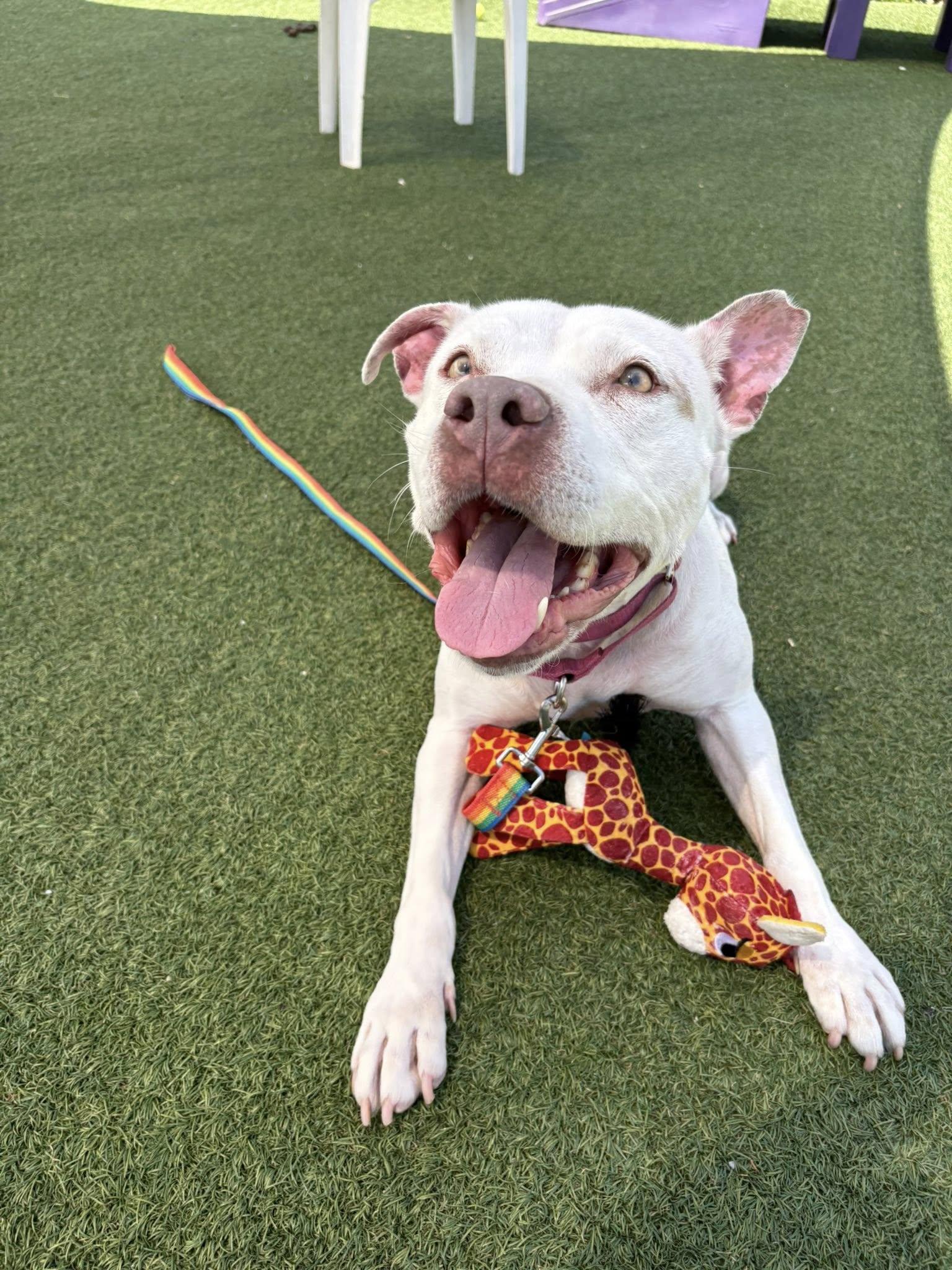 Enlarge Pear, a ADOPTABLE mixed breed in Cleveland, OH image 1/6