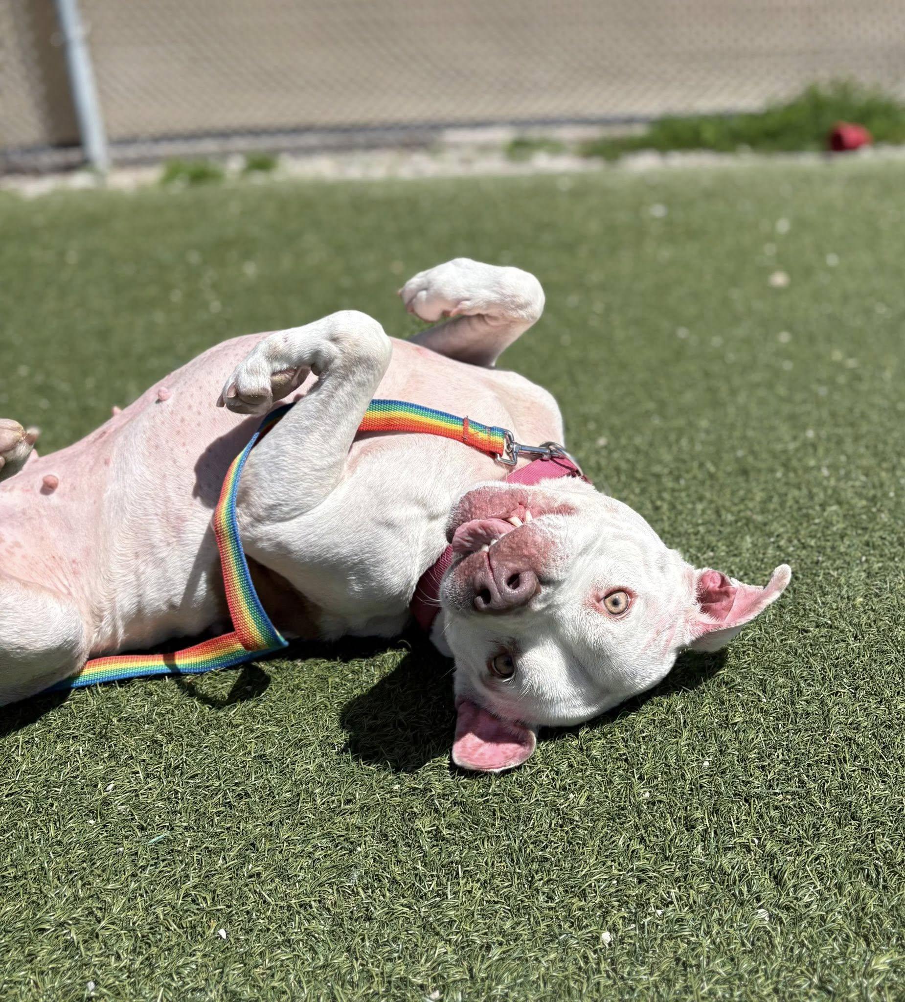 Enlarge Pear, a ADOPTABLE mixed breed in Cleveland, OH image 6/6