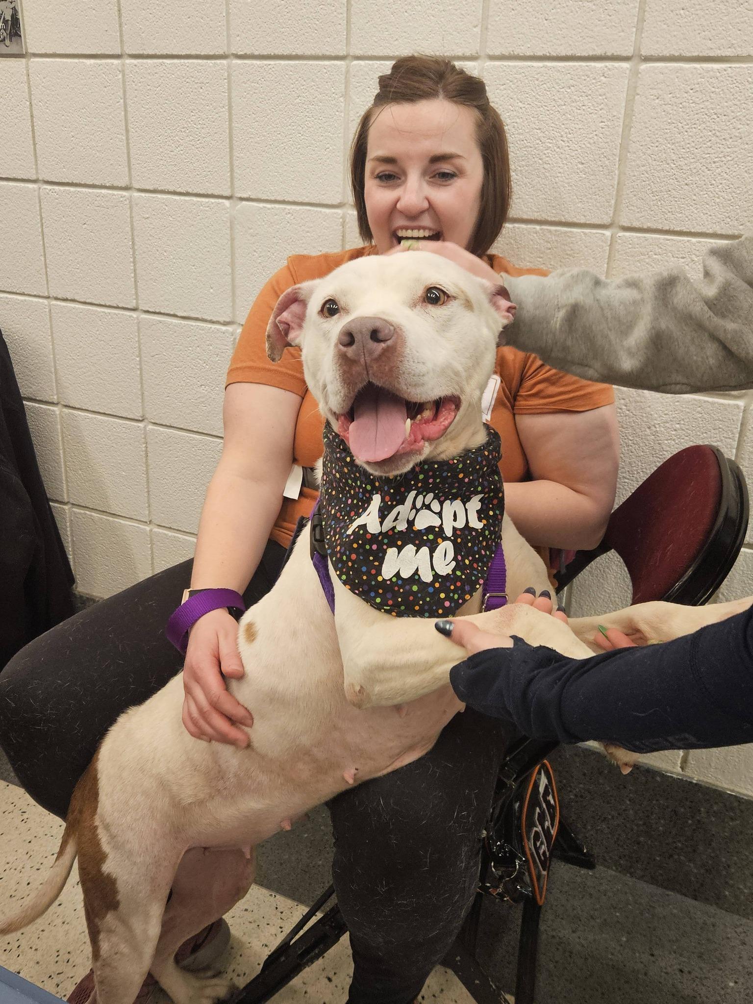 Enlarge Pear, a ADOPTABLE mixed breed in Cleveland, OH image 1/6