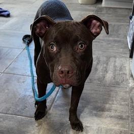 Chocolate Muffin, Adoptable, Young Female Chocolate Labrador Retriever & Mixed Breed.