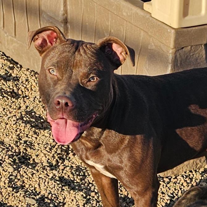 Enlarge Chocolate Muffin, a Adoptable mixed breed in Grinnell, IA image 2/3