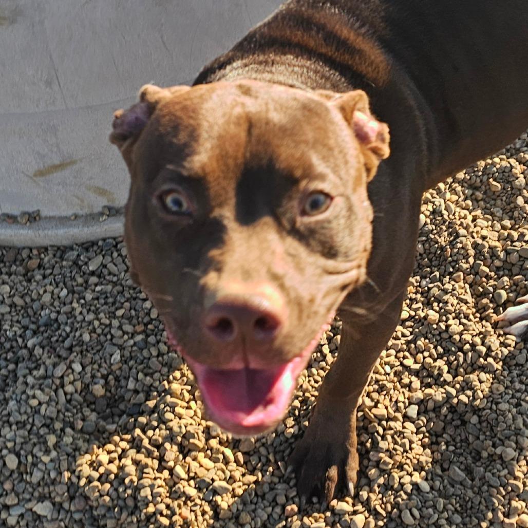 Enlarge Chocolate Muffin, a Adoptable mixed breed in Grinnell, IA image 3/3
