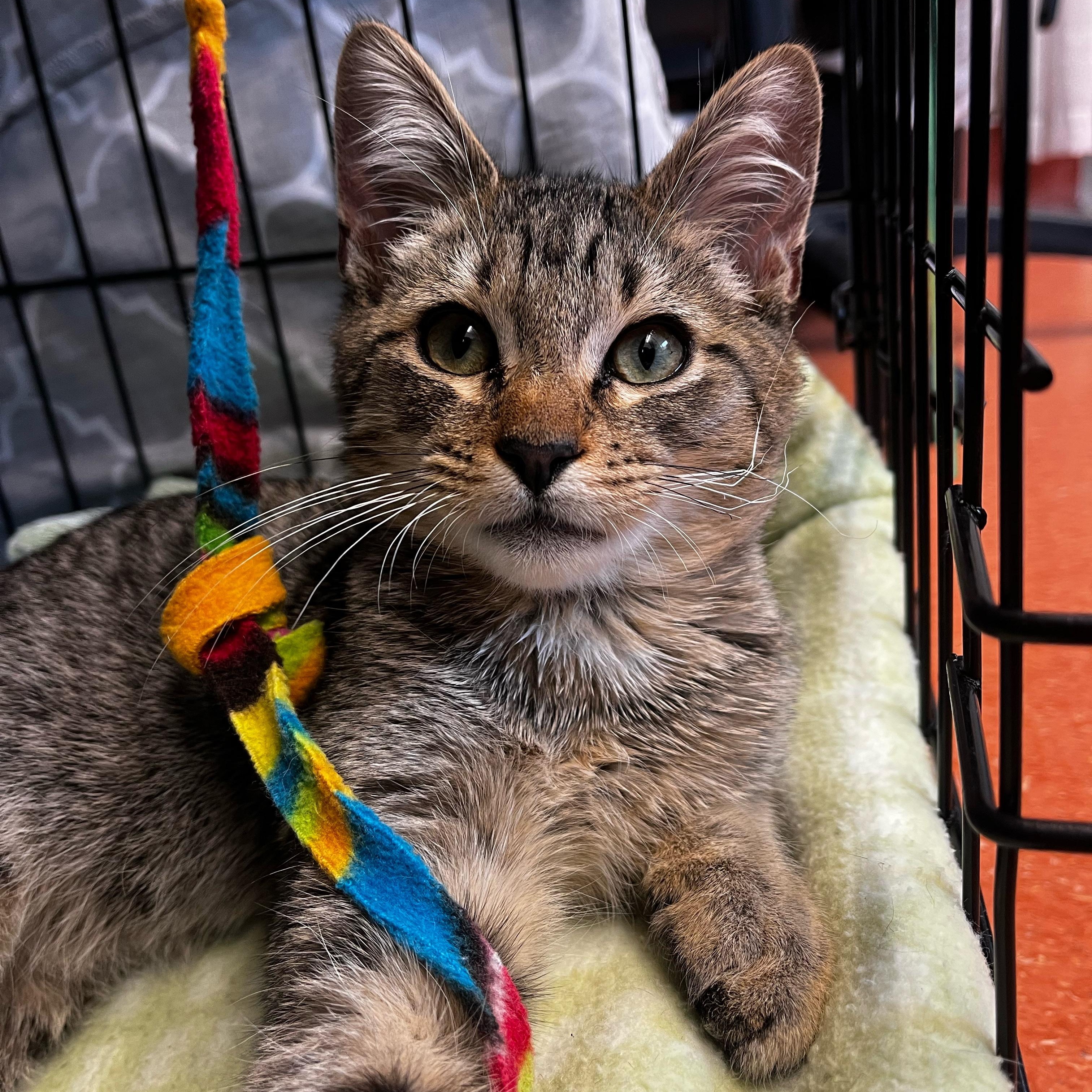 Enlarge Gordita Crunch (Bonded with Blu), a ADOPTABLE Tabby in Sacramento, CA image 1/6