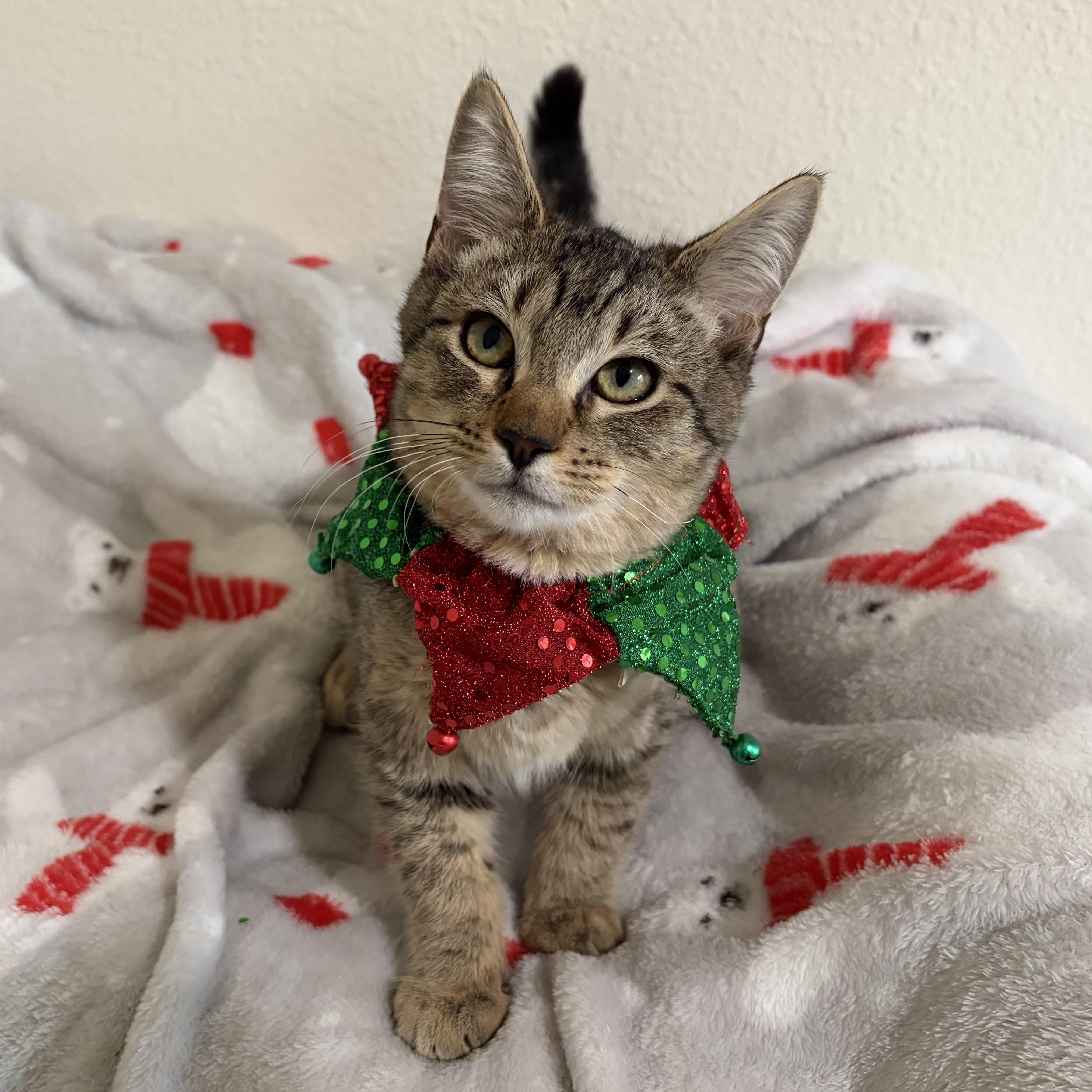 Enlarge Gordita Crunch (Bonded with Blu), a ADOPTABLE Tabby in Sacramento, CA image 3/6