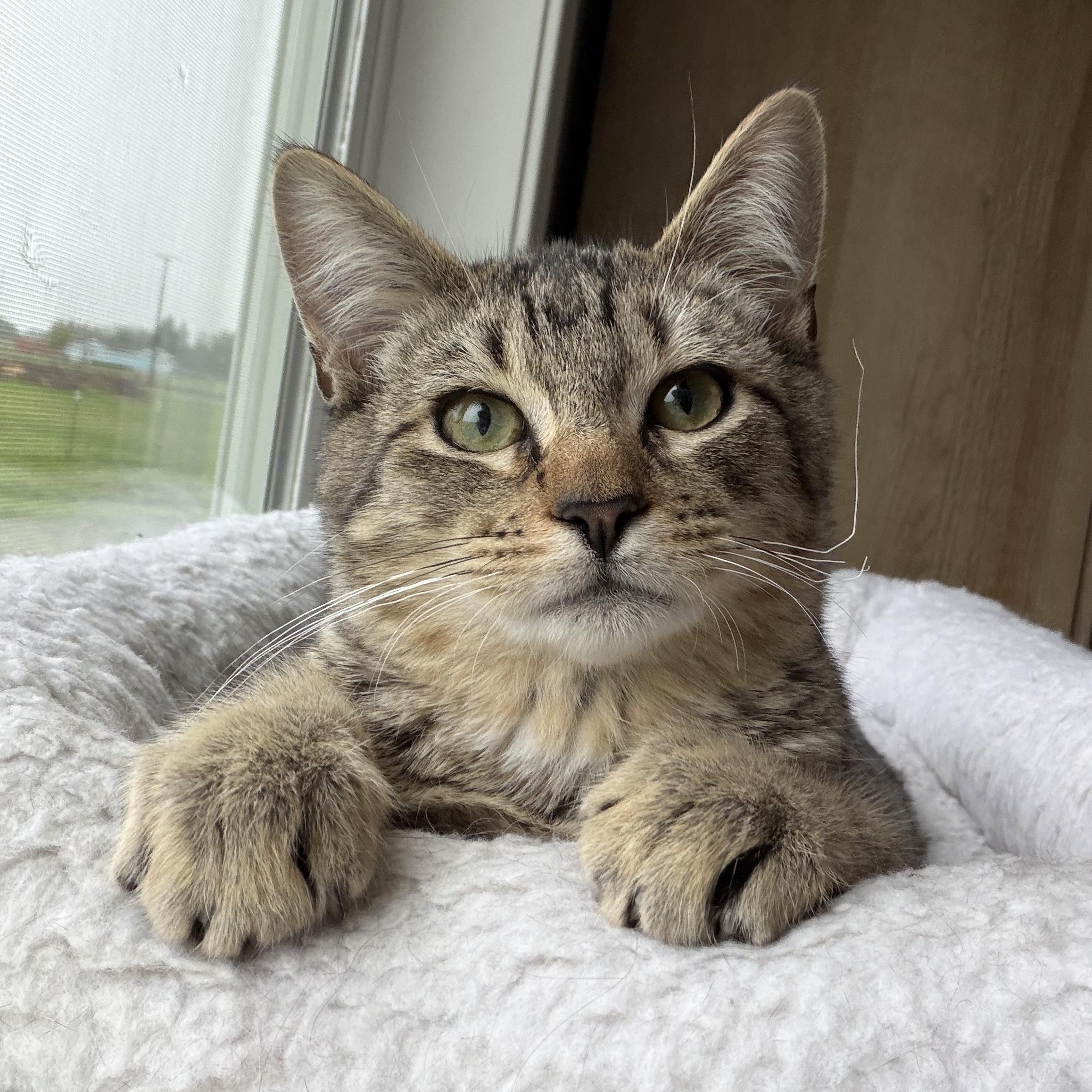 Enlarge Gordita Crunch (Bonded with Blu), a ADOPTABLE Tabby in Sacramento, CA image 4/6