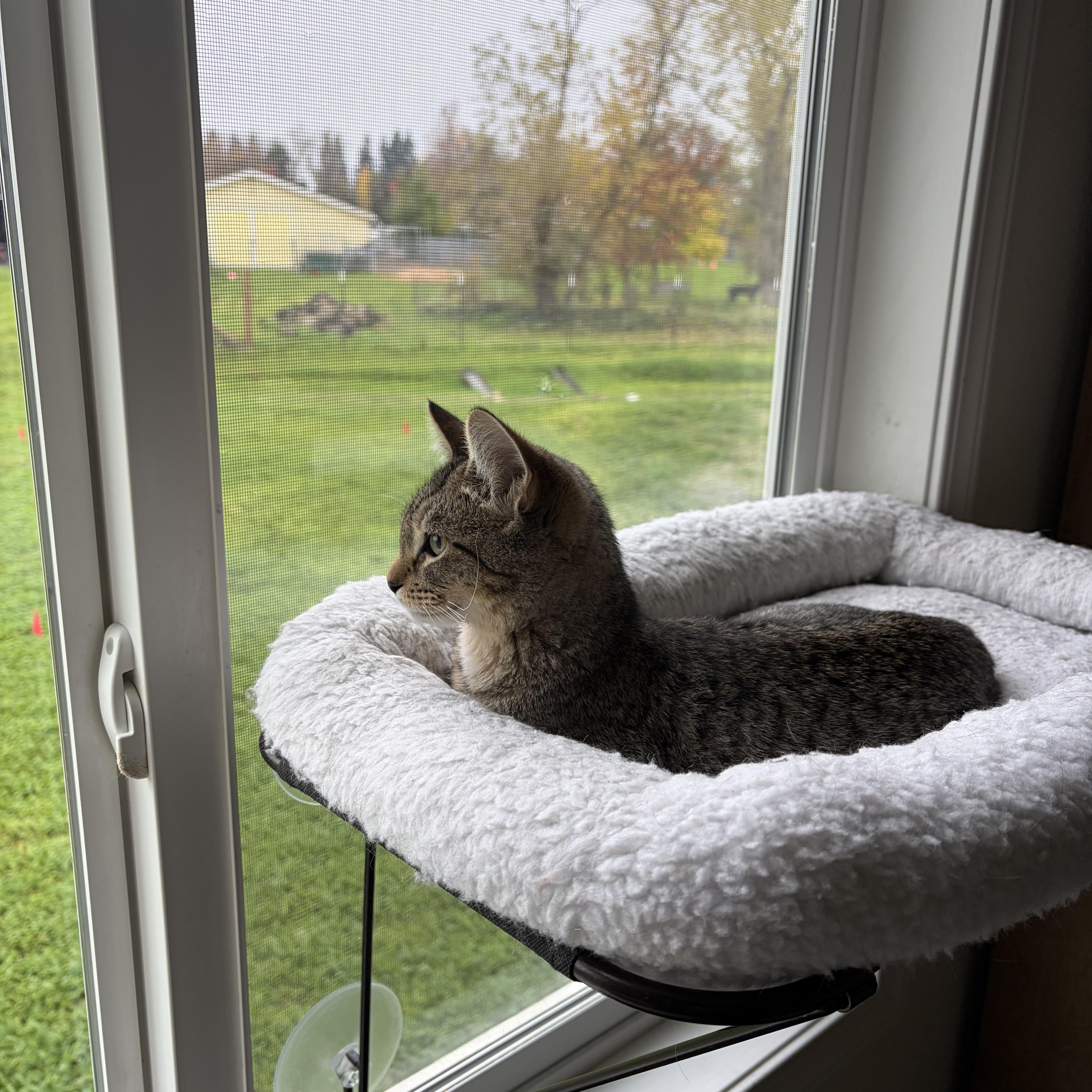 Enlarge Gordita Crunch (Bonded with Blu), a ADOPTABLE Tabby in Sacramento, CA image 5/6