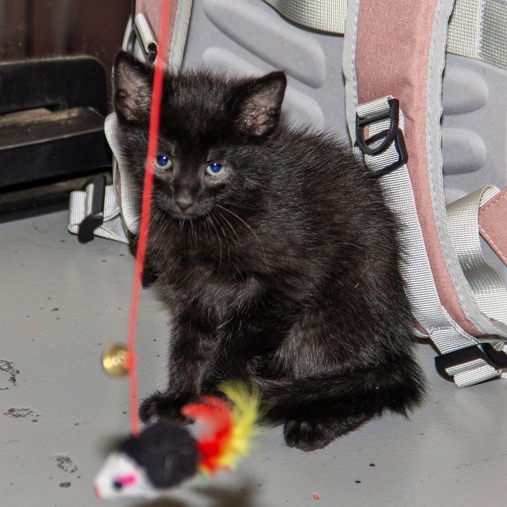 Aries, Adoptable, Kitten Male Domestic Short Hair.