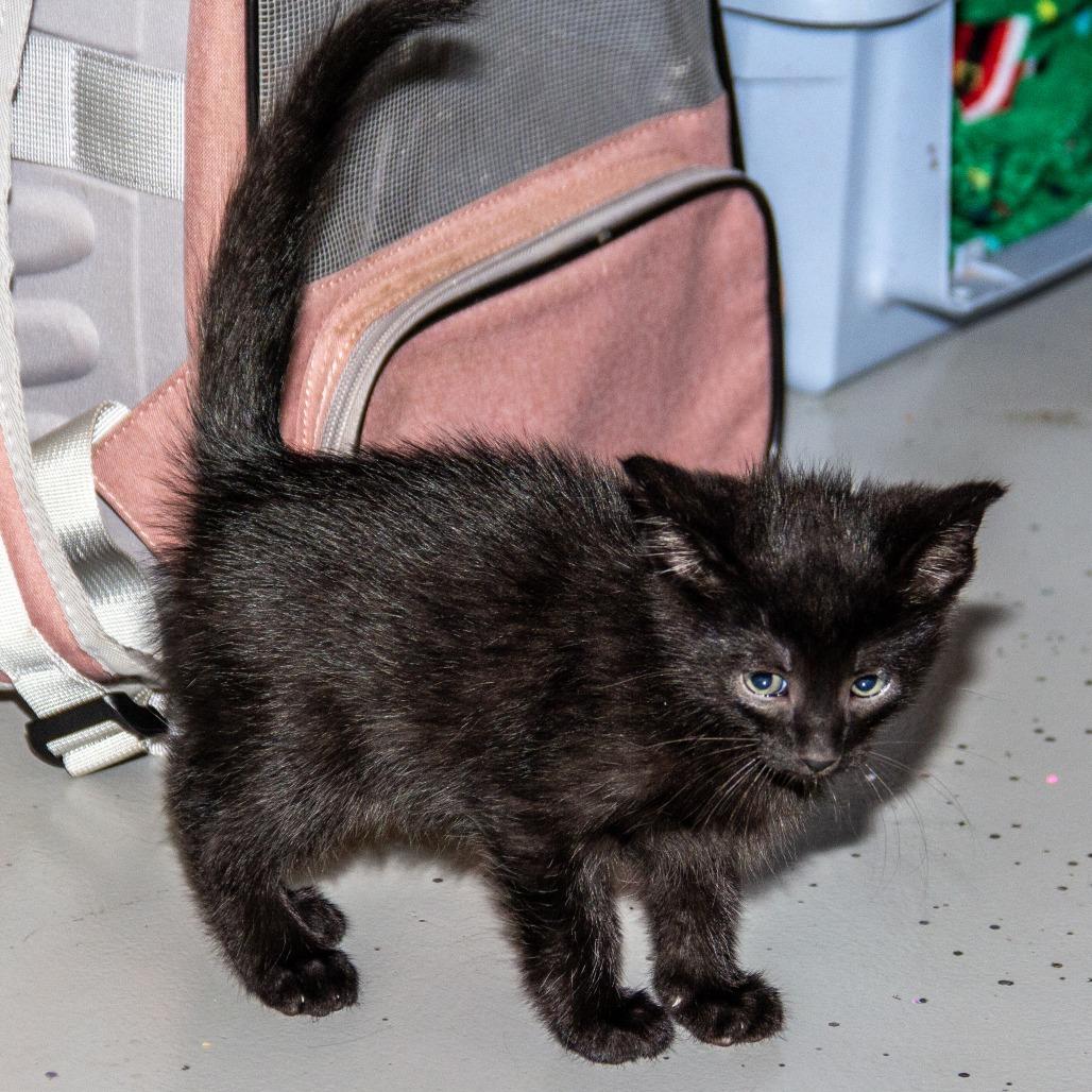 Aries, a Adoptable Domestic Short Hair in Wichita, KS image 2/3