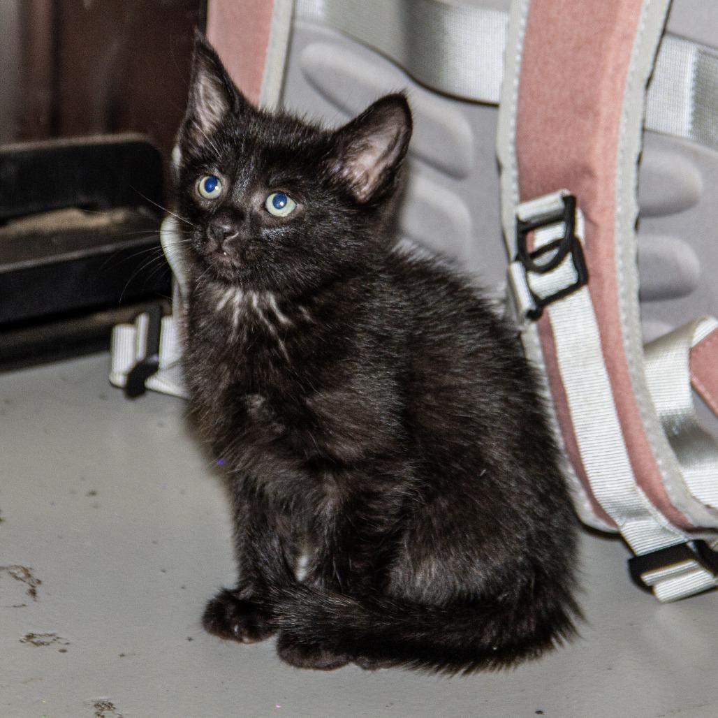 Aries, a Adoptable Domestic Short Hair in Wichita, KS image 3/3