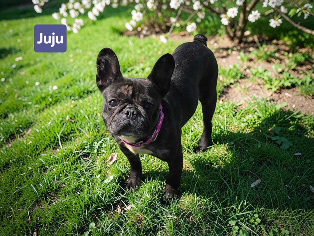 Juju, ADOPTABLE, Adult Female French Bulldog.
