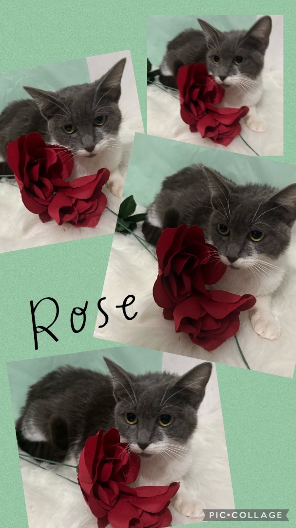 Rose, a Adoptable mixed breed in Palm City, FL image 1/3
