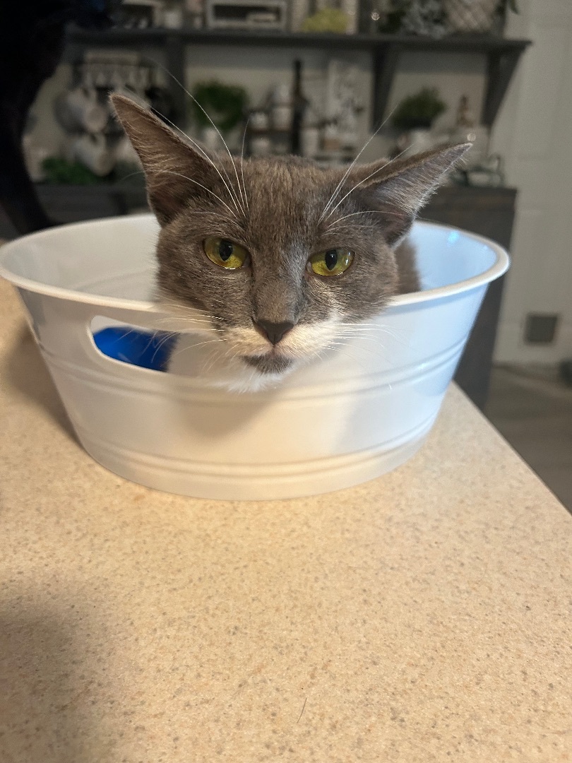 Rose, a Adoptable mixed breed in Palm City, FL image 2/3