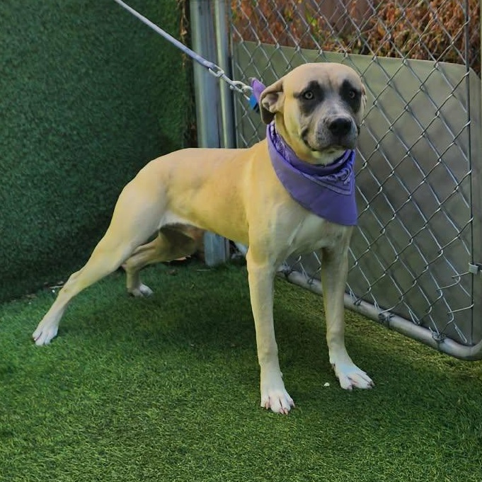 Winston — thumbnail 4