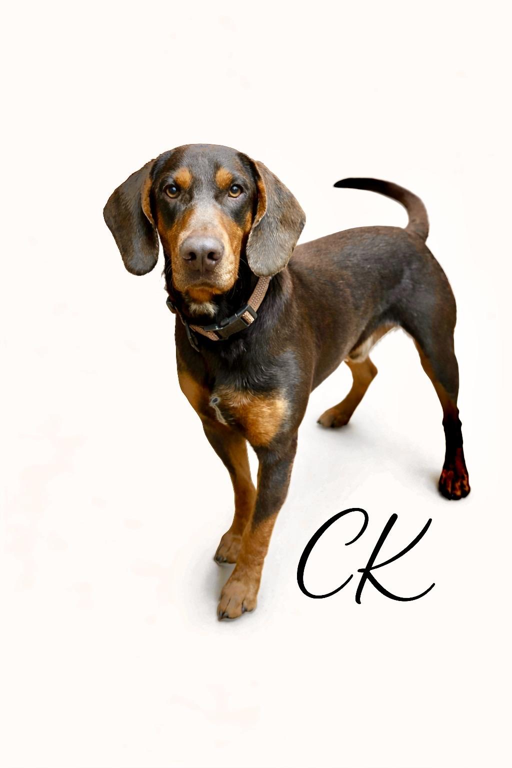 Enlarge CK, a Adoptable mixed breed in SYLVANIA, GA image 1/3