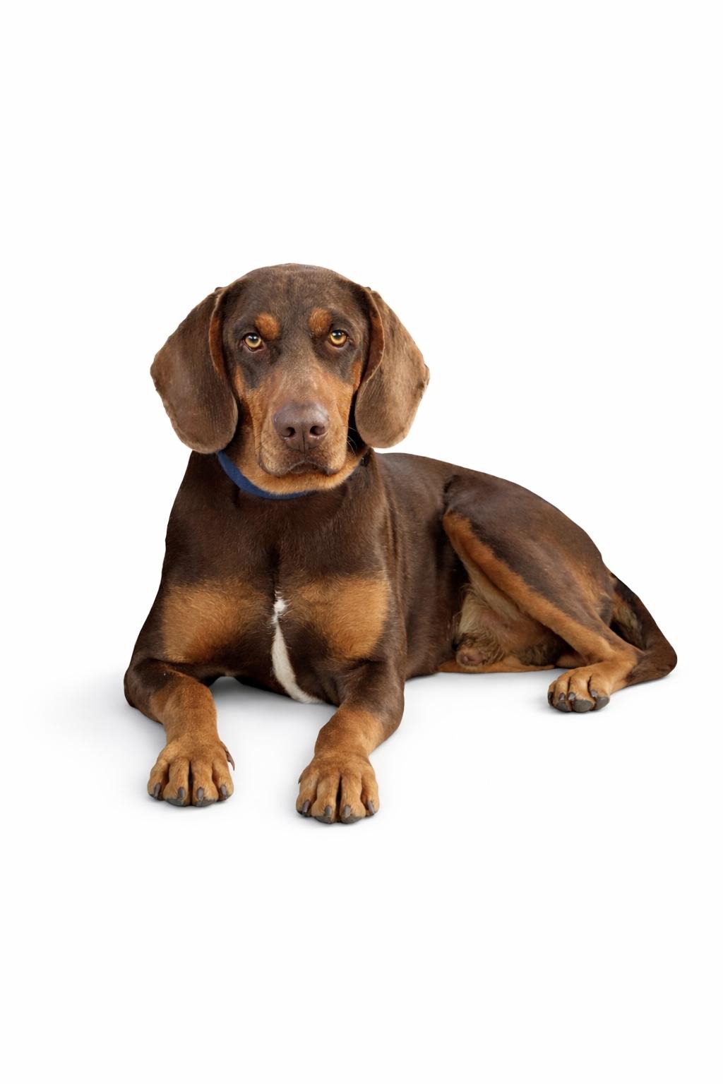 CK, Adoptable, Adult Male Hound.