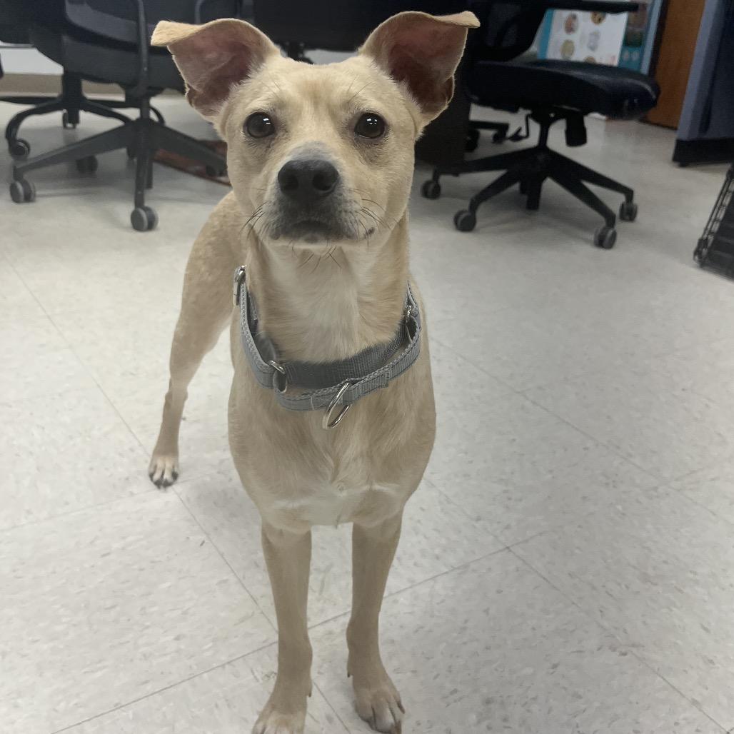 Enlarge Jackson, a ADOPTABLE mixed breed in Kansas City, KS image 2/3