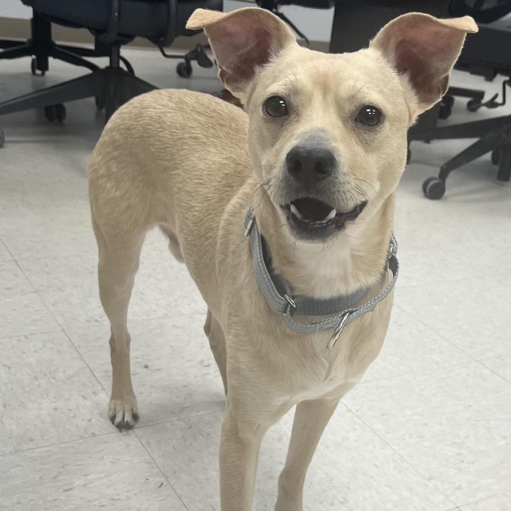 Jackson, ADOPTABLE, Adult Male Chihuahua.