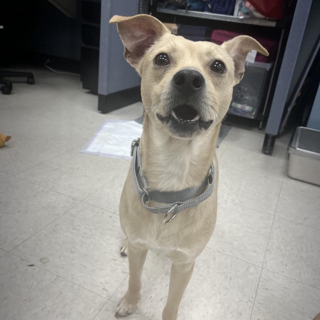 Enlarge Jackson, a ADOPTABLE mixed breed in Kansas City, KS image 3/3