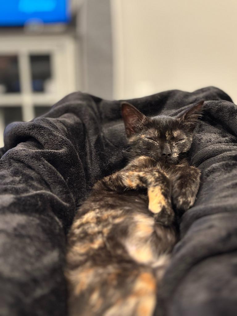 Enlarge Baby Spice, a Adopted mixed breed in Raleigh, NC image 2/5